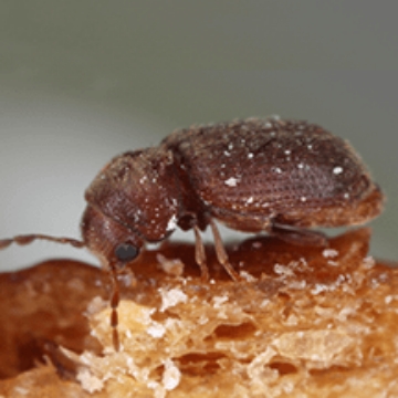 Drugstore beetle on wood