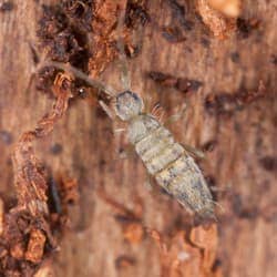 Springtails FAQ: All you need to know - Excel Pest Services