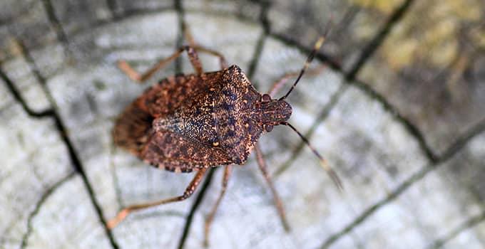 Blog - Why Stink Bugs Are Such A Big Fall Nuisance