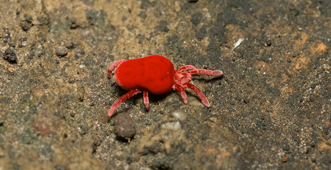 Blog Why Clover Mites Are Most Active During The Summer