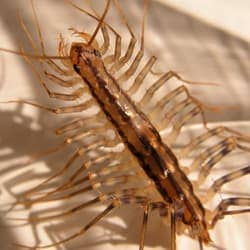 Blog - Centipedes: Scary For Sure, But Dangerous?