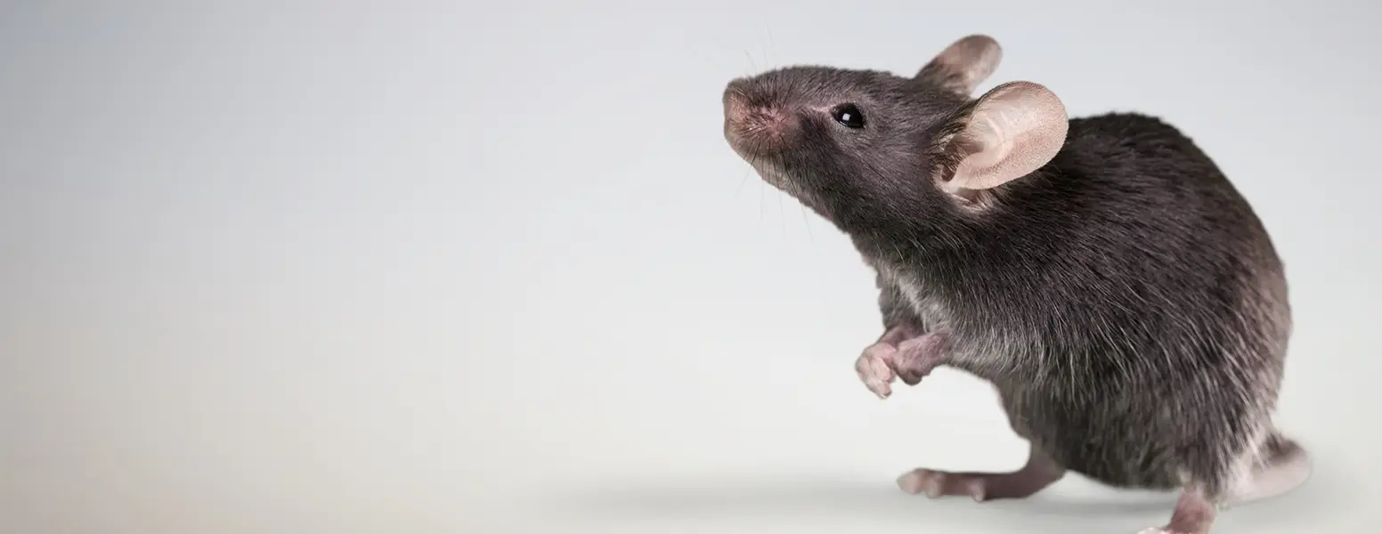 A black rat standing on its hind legs against a flat white background. Schendel Pest Services’ Rodent exclusion services can help stop rodent infestations before they can even start.